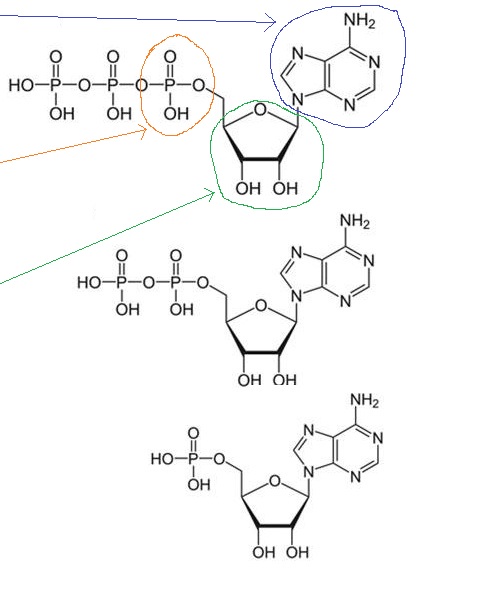 Abbildung ATP, ADP und AMP